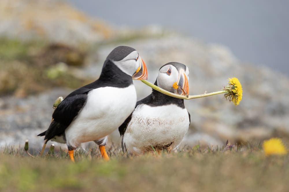 Puffin Offering Dandelion by Molly Fu APA — canvas wall art