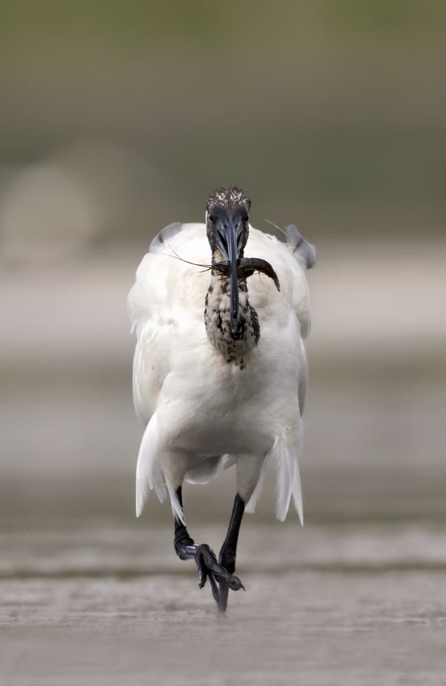 Walking White Ibis by Marco Barisone — canvas wall art