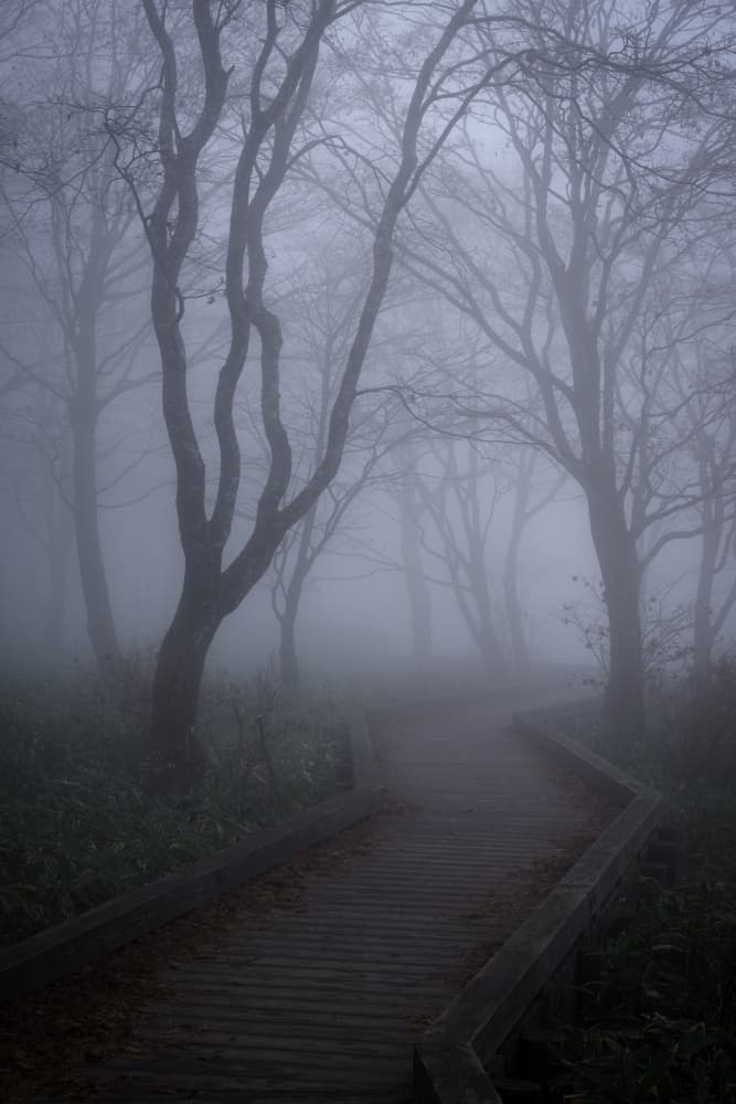 Misty Forest Path by K_Tsunoda — canvas wall art