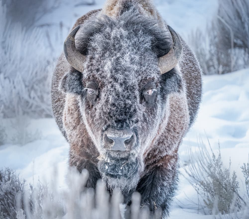 Frosty Bison Portrait by Yuan Su — canvas wall art
