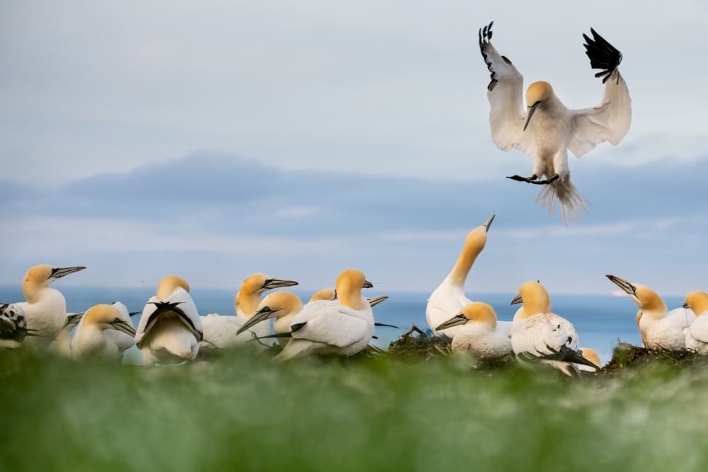 Gannet Colony Landing by Ulrike Eisenmann — canvas wall art