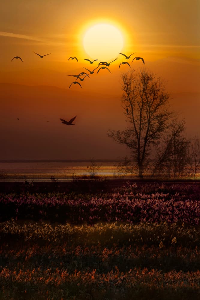 Golden Sunset Flight by Milan Malovrh — canvas wall art