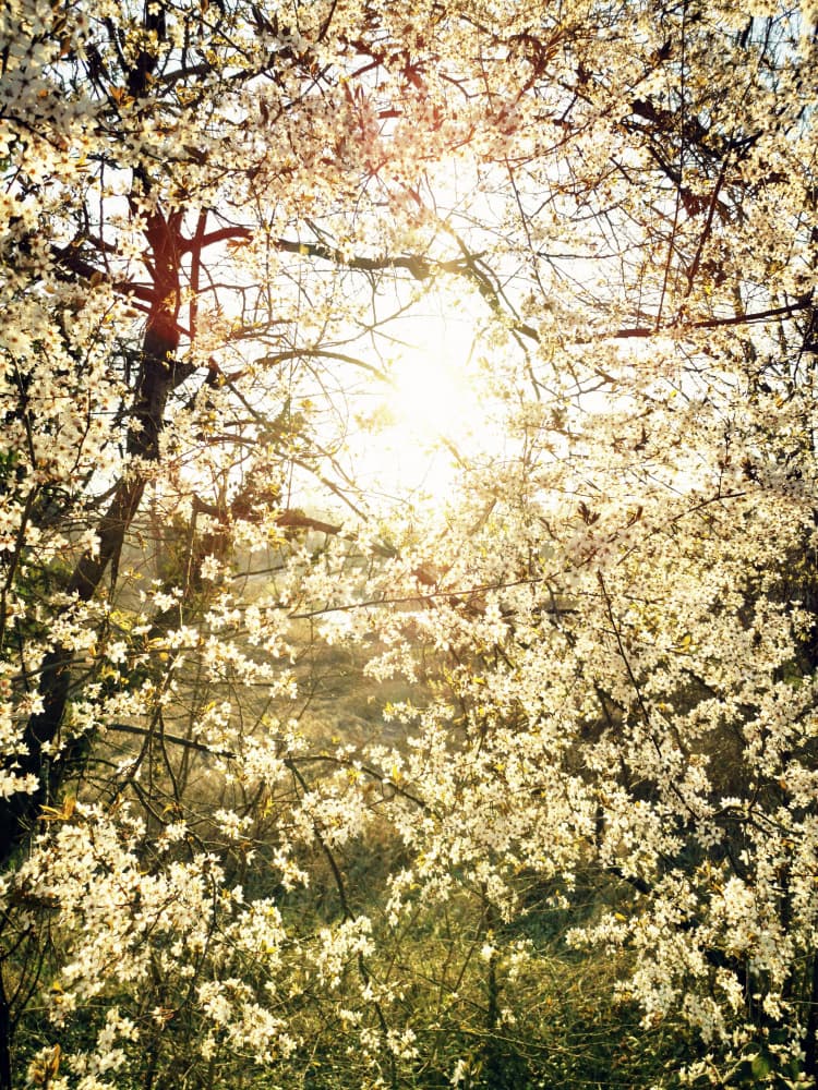 Radiant Spring Blossoms by Angelo Cerantola — canvas wall art