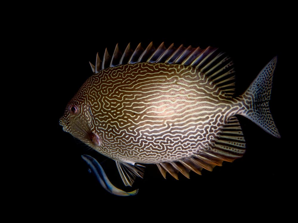 Intricate Patterned Fish by Ilan Ben Tov — canvas wall art