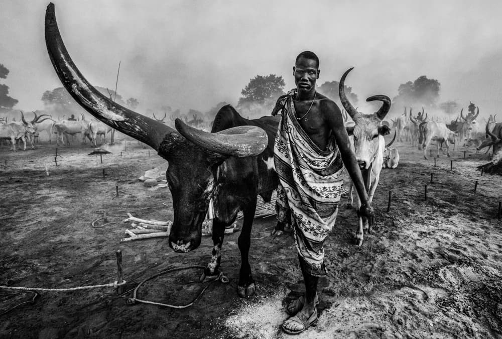 African Herdsman and Bull by Joxe Inazio Kuesta Garmendia — canvas wall art