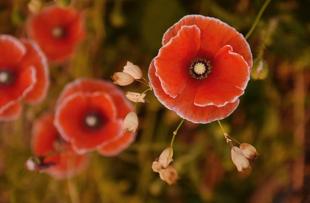 Vibrant Red Poppy by Del Mundo Imagery — canvas wall art
