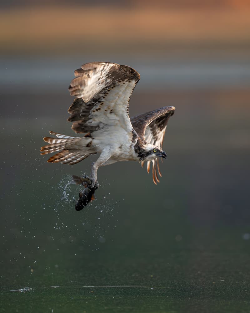 Osprey's Fishing Triumph by Bill Lu — canvas wall art