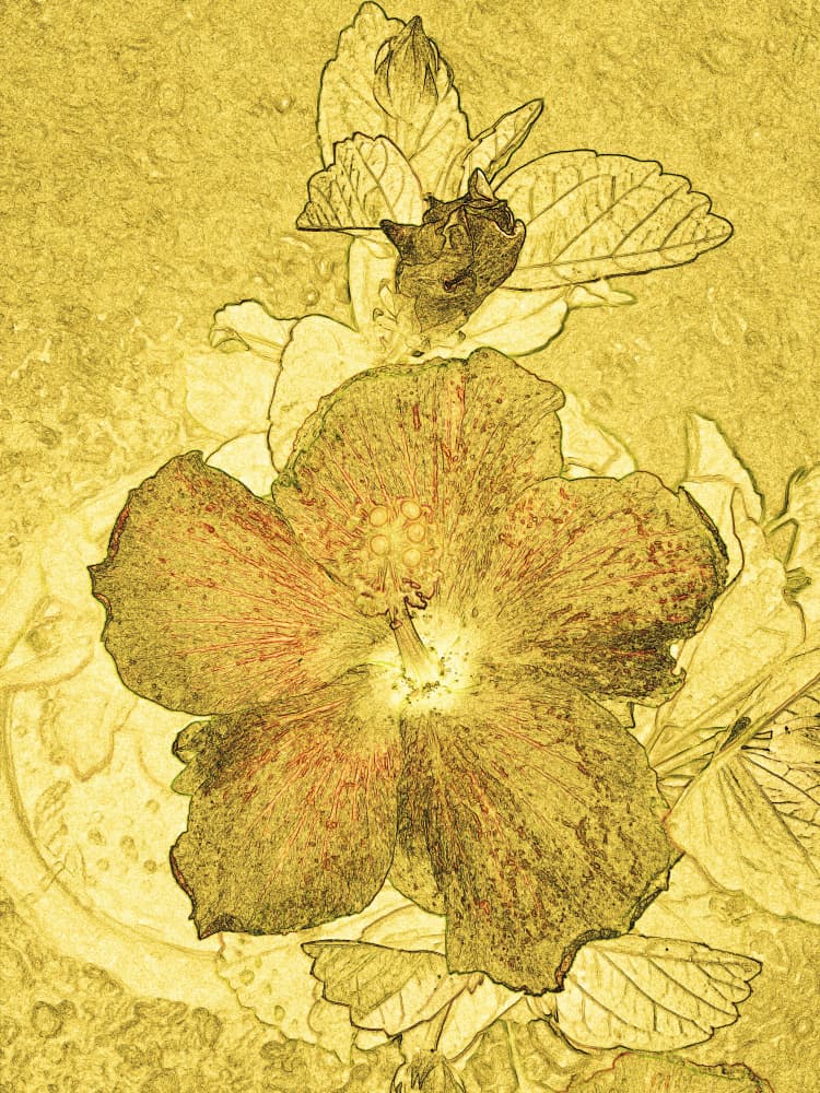 Golden Hibiscus Bloom by Santhosh ch — canvas wall art