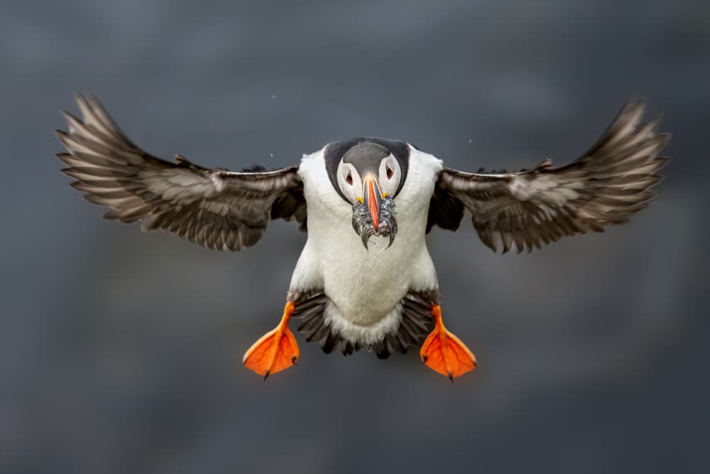 Puffin In Flight With Fish by John J. Chen — canvas wall art