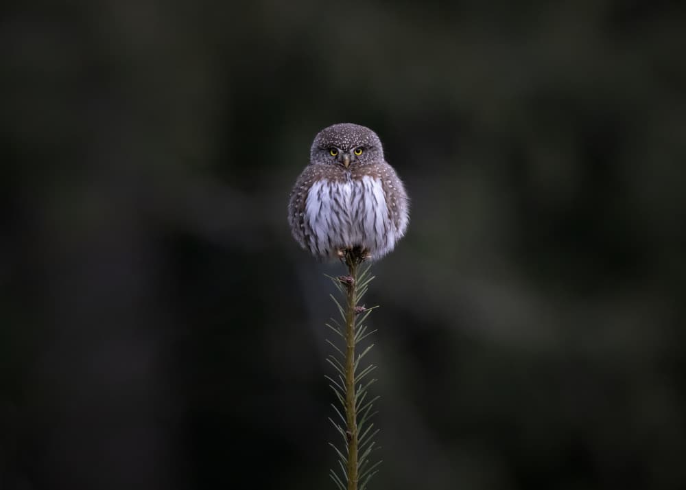 Observant Forest Owl by Tony Xu — canvas wall art