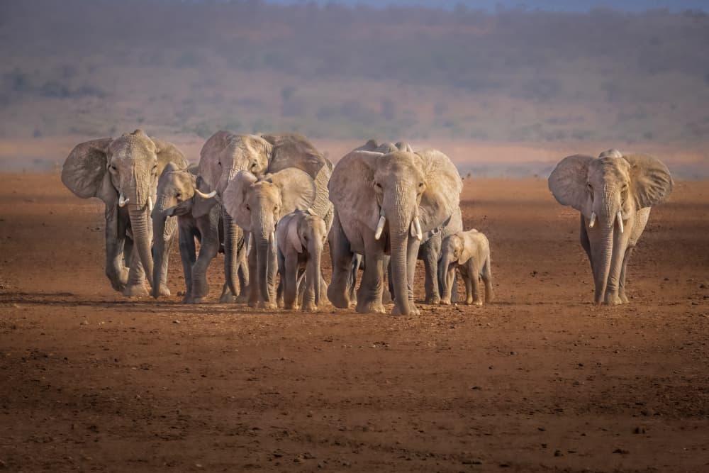 African Elephant Herd by Jeffrey C. Sink — canvas wall art