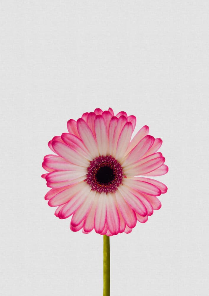 Pink Gerbera Bloom by Orara Studio — canvas wall art