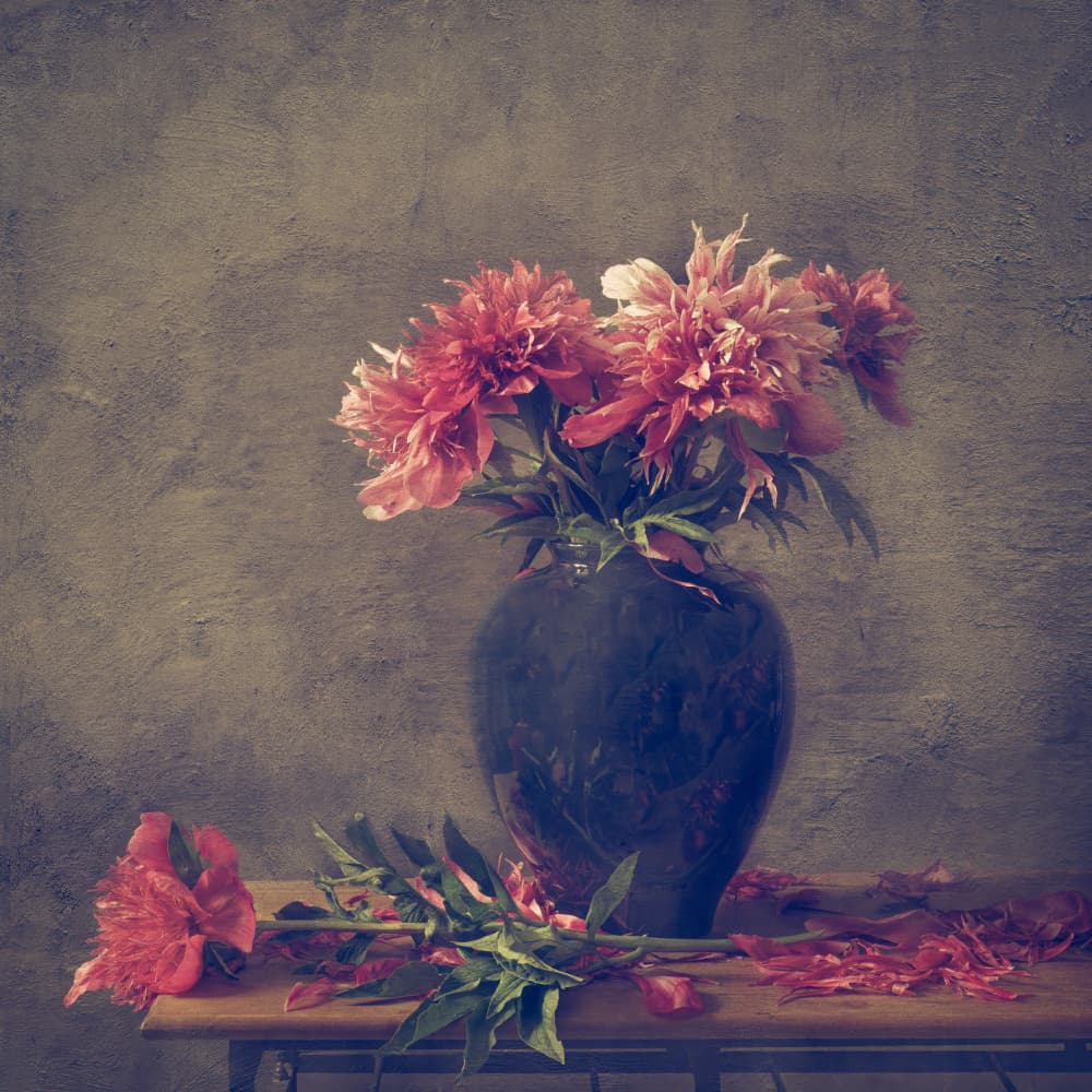 Moody Peony Still Life by Monique van Velzen — canvas wall art