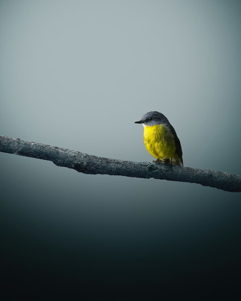 Yellow Bird on Branch by TaranSohal — canvas wall art