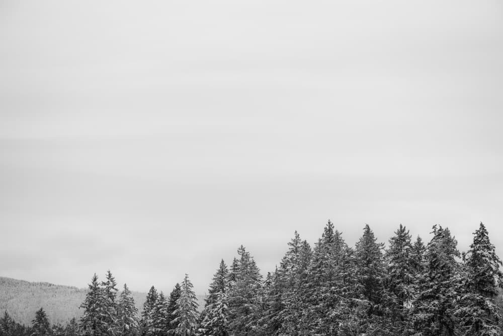 Snowy Evergreen Forest by Lynann Colligan — canvas wall art