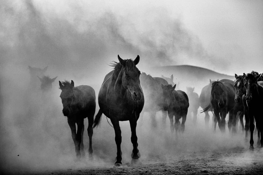 Wild Horses In Dust by M. Emre Erol — canvas wall art