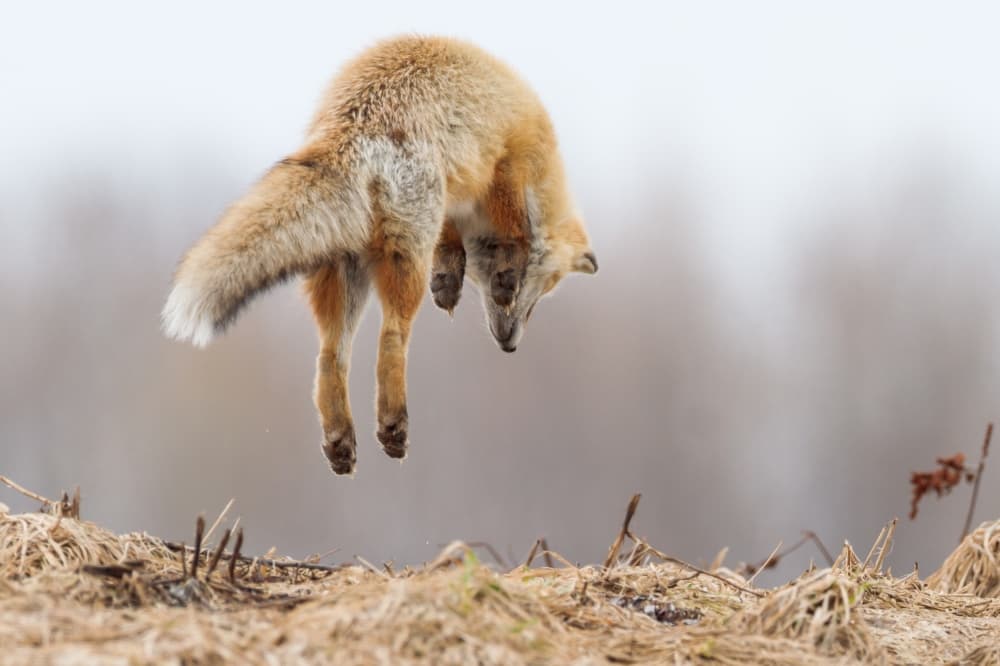 Leaping Red Fox by OSAMU ASAMI — canvas wall art