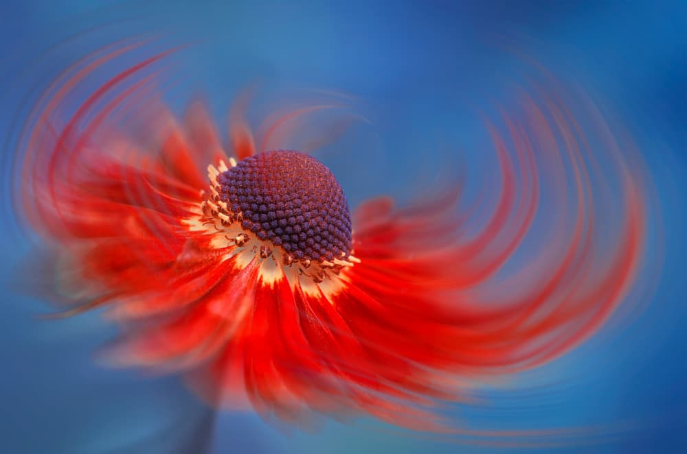 Swirling Red Bloom by Lydia Jacobs — canvas wall art