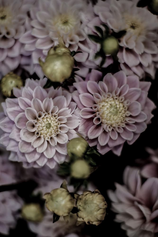 Petals in Bloom by Shot by Clint — canvas wall art