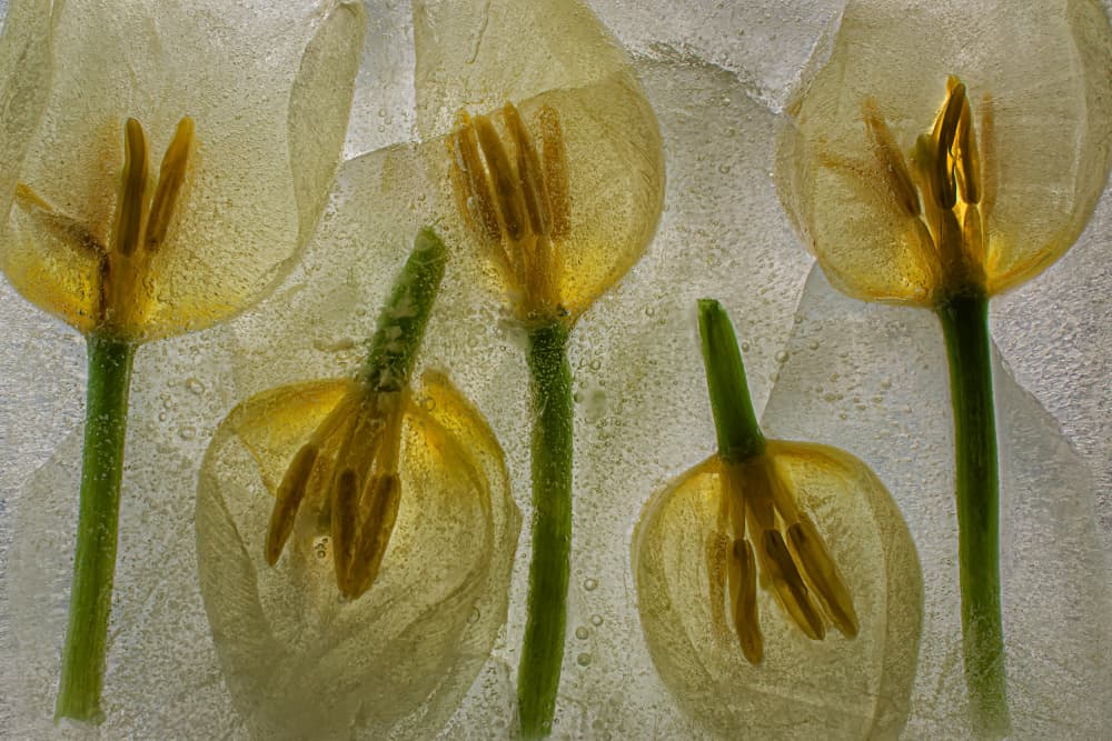Delicate Frozen Tulips by Secundino Losada — canvas wall art