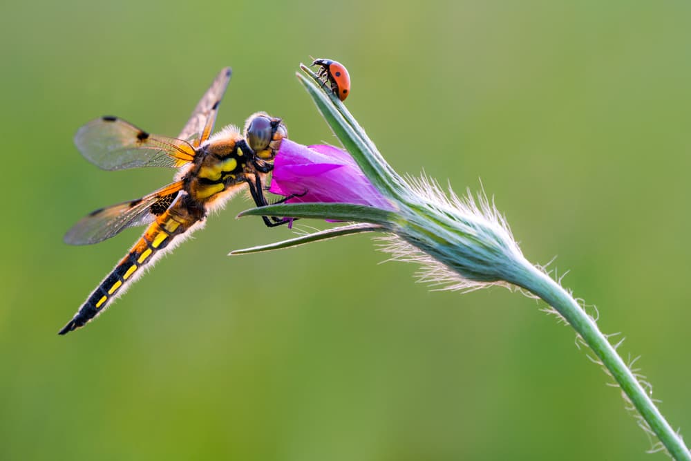 Dragonfly's Flower perch by Petar Sabol — canvas wall art