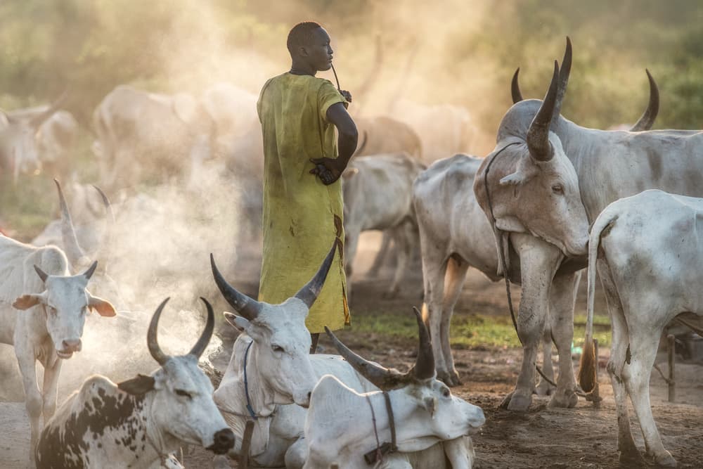 African Herder Golden Light by Trevor Cole — canvas wall art