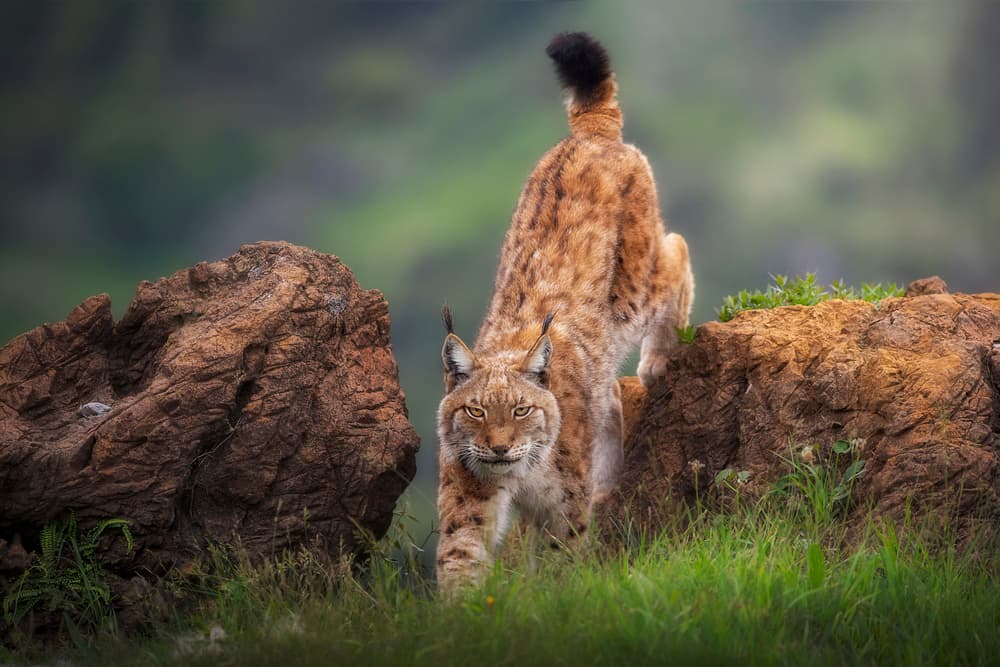 Wild Lynx Climb by Sergio Saavedra Ruiz — canvas wall art