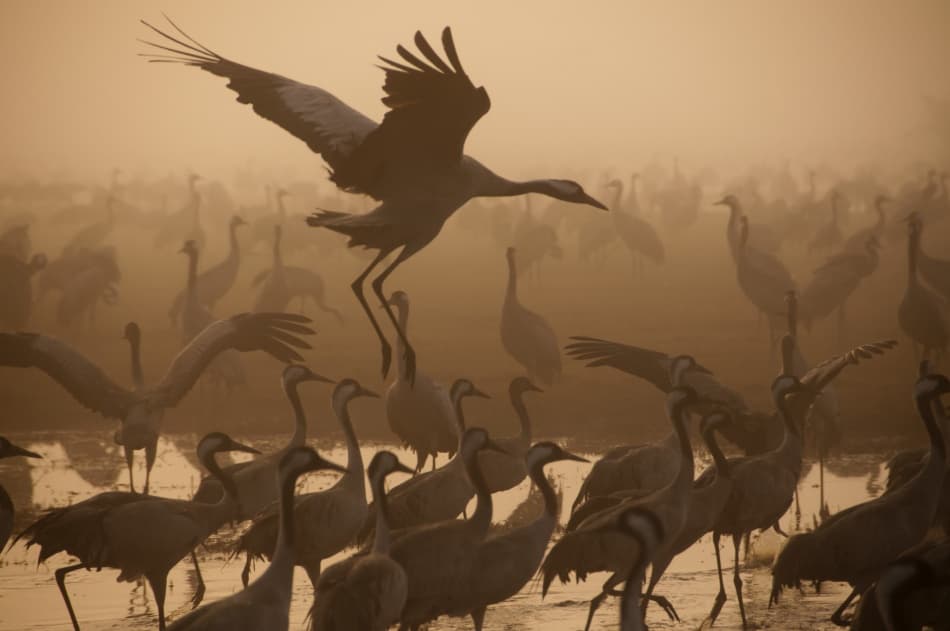 Misty Cranes Flight by Ronen Rosenblatt — canvas wall art