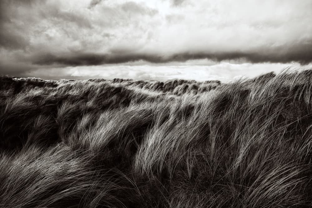 Wind Swept Dune Grass by Paul — canvas wall art