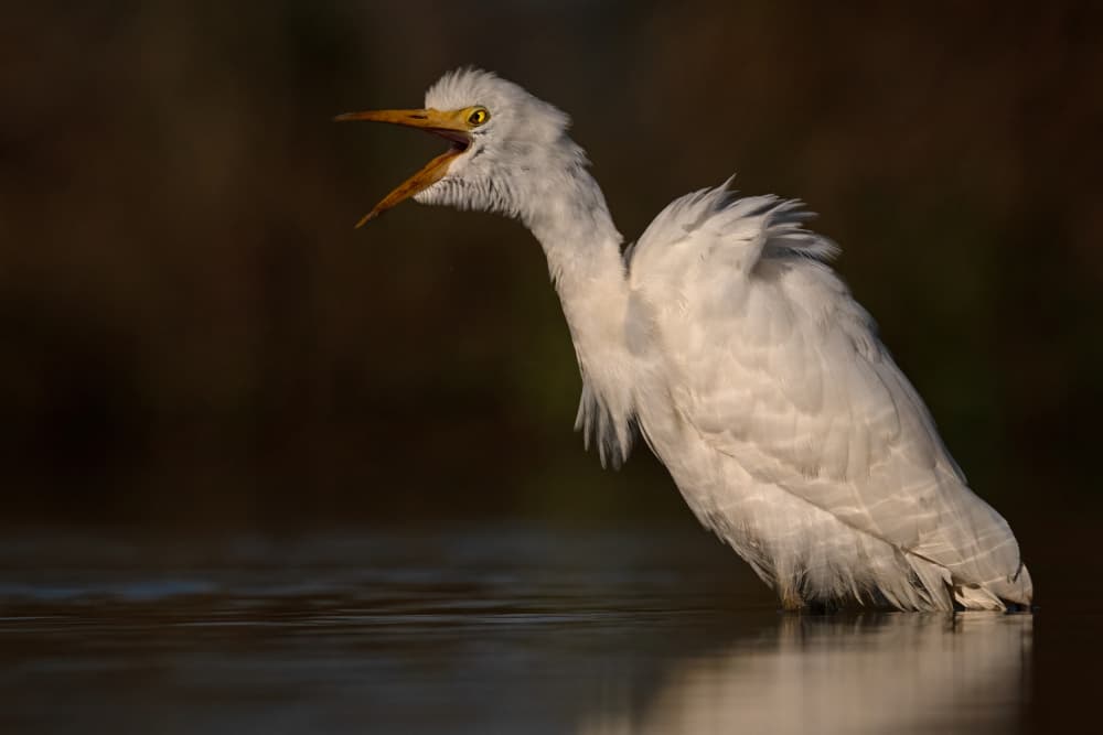Expressive White Egret by Marco Pozzi — canvas wall art