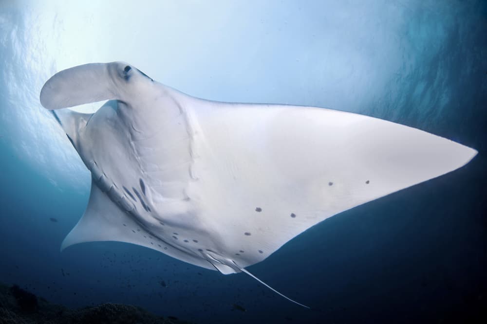 Majestic Ocean Manta by Cédric Péneau — canvas wall art