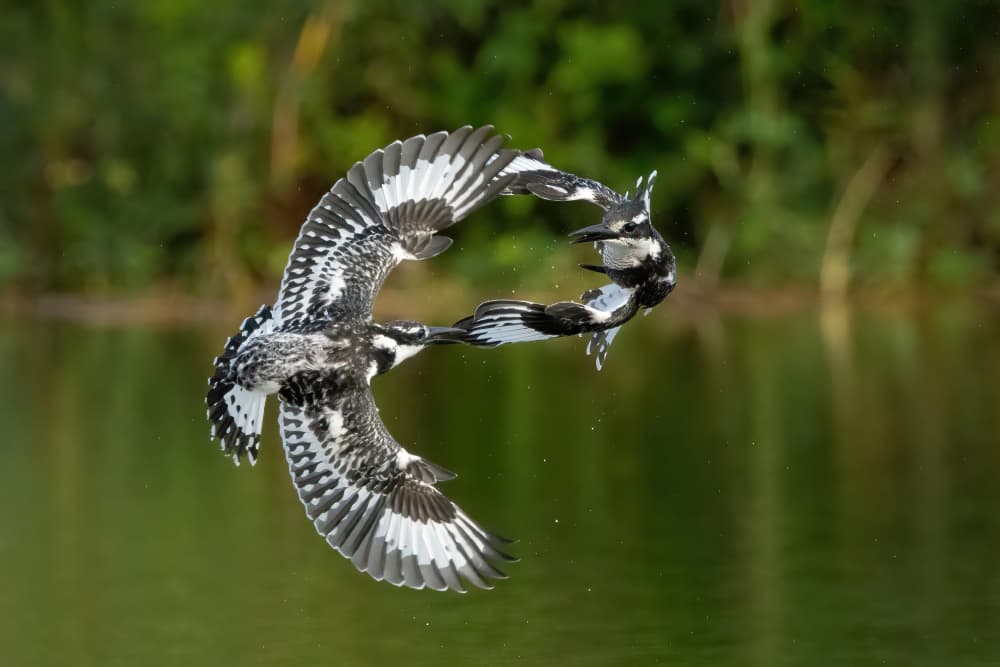 Kingfisher Aerial Combat by Guy Wilson — canvas wall art