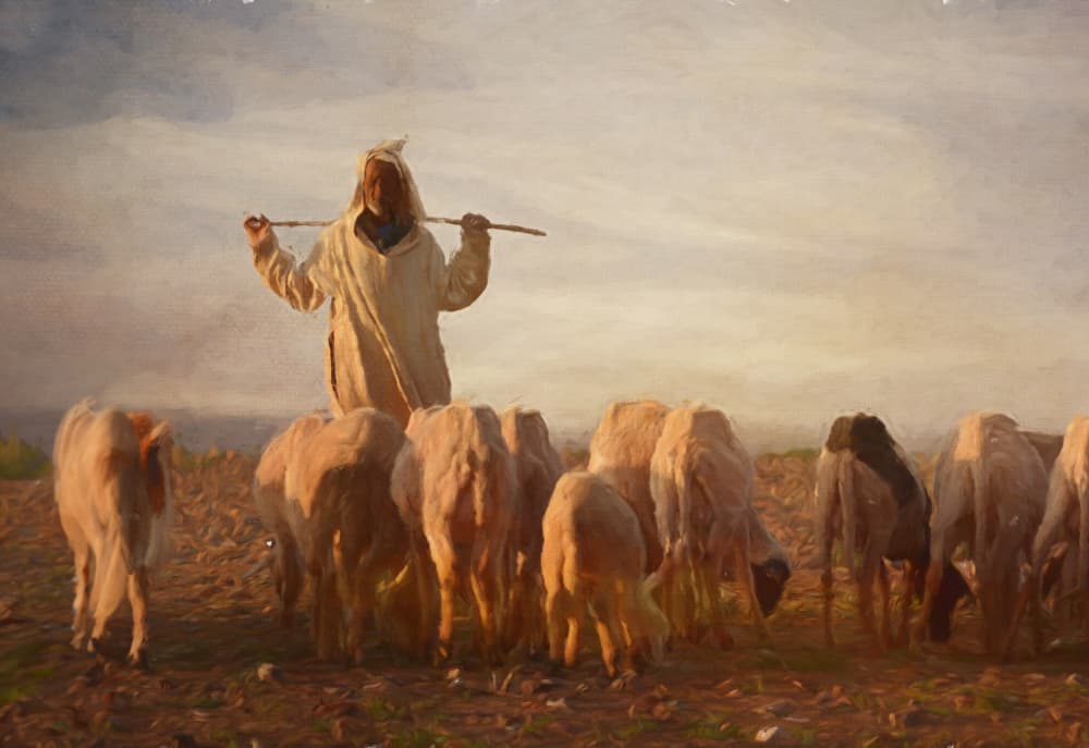 Shepherd Golden Hour by Rachel Pansky — canvas wall art