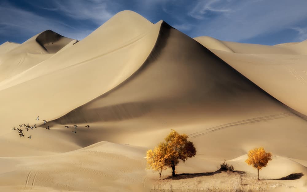 Golden Desert Autumn Trees by UU — canvas wall art