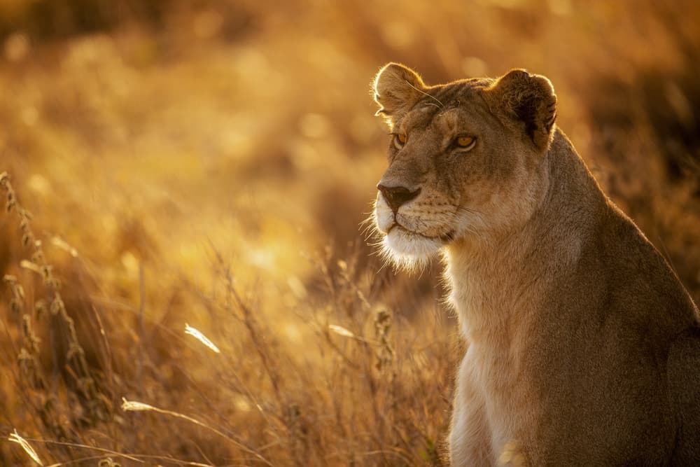 Golden Hour Lioness by Mohammed Alnaser — canvas wall art