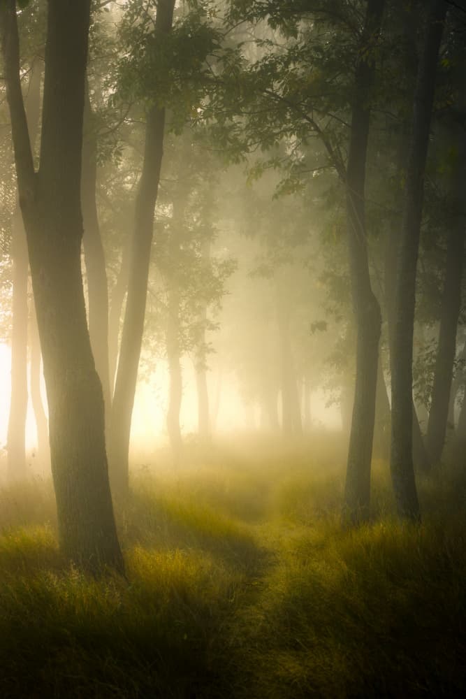 Golden Misty Forest by Ionut Petrea — canvas wall art