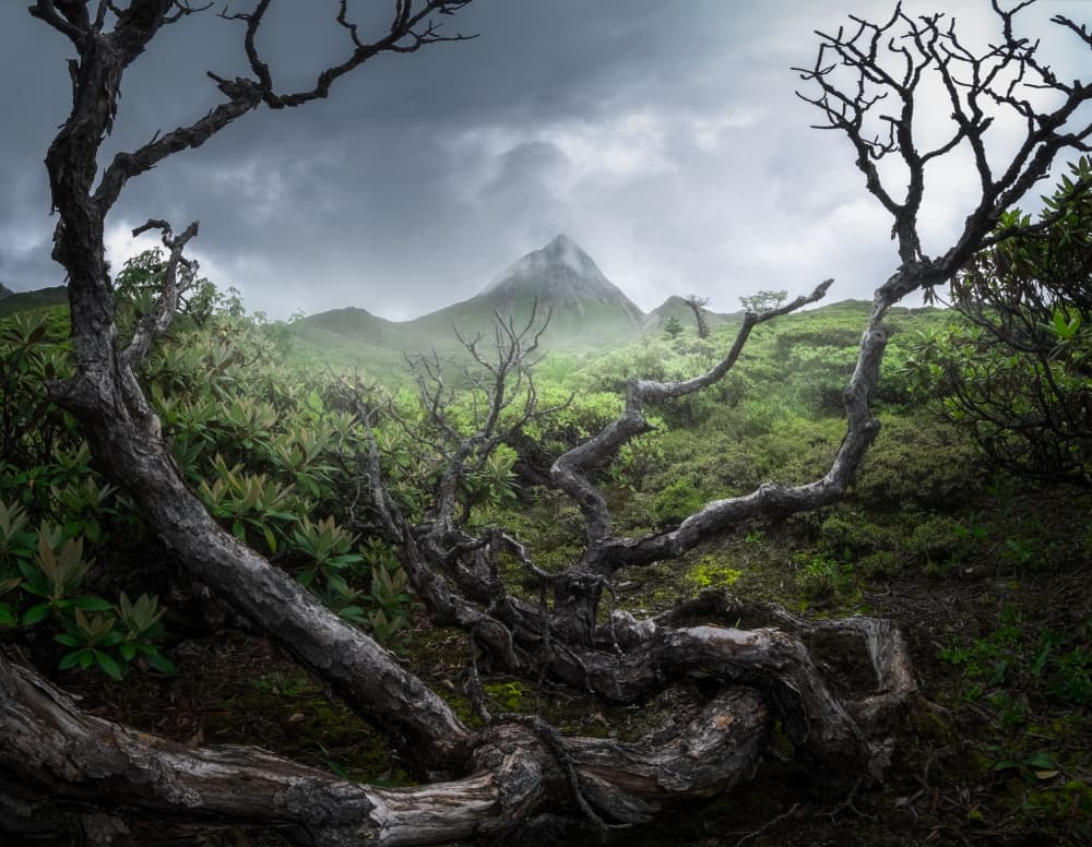 Misty Mountain Gnarled Trees by Minghao HOU — canvas wall art