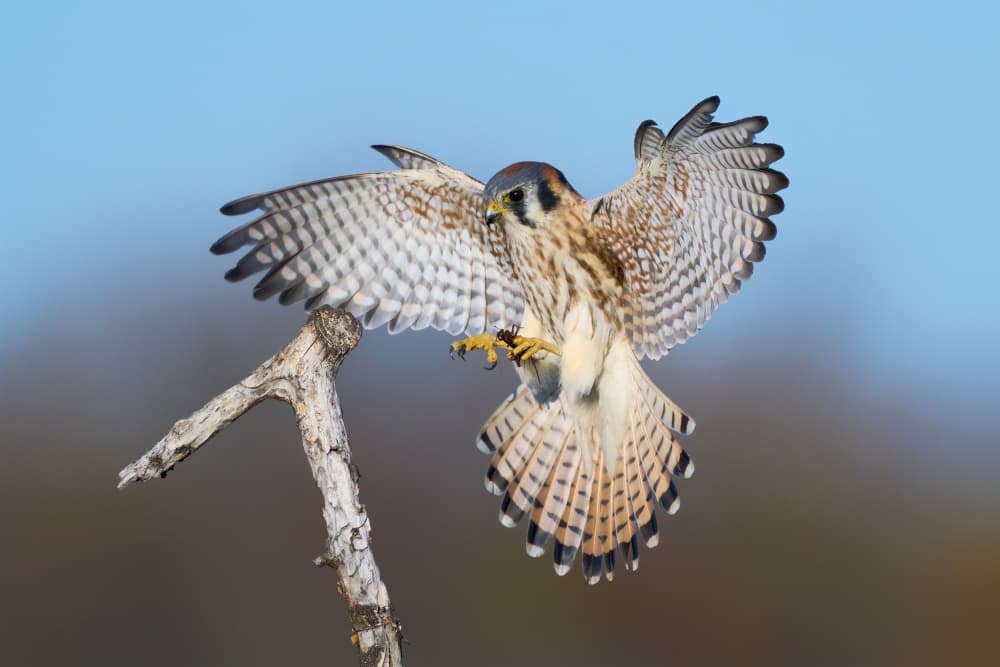 American Kestrel Landing by Johnny Chen — canvas wall art