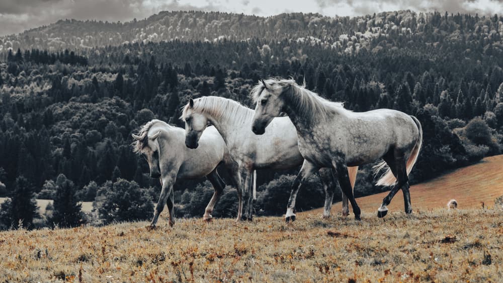 Wild Horses Walking by Cembrzynski Ignacy — canvas wall art