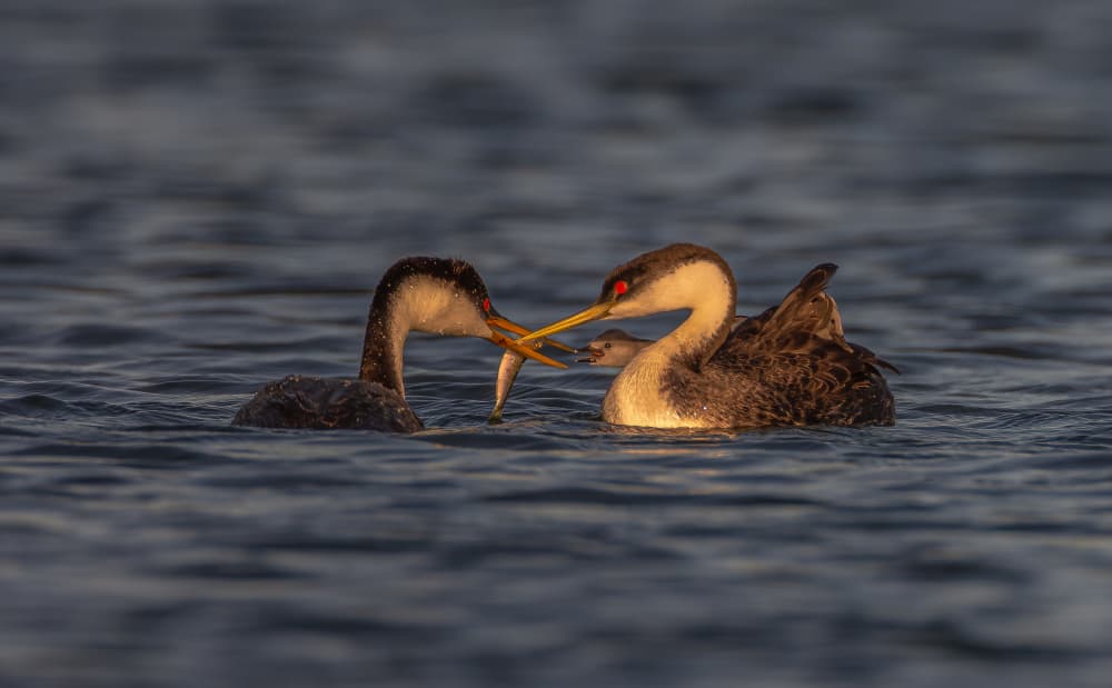 Nurturing Grebe Family by Johnson Huang — canvas wall art