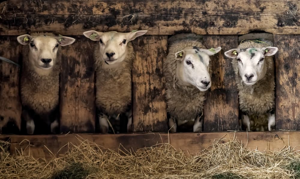 Four Curious Barn Sheep by Gert van den Bosch — canvas wall art