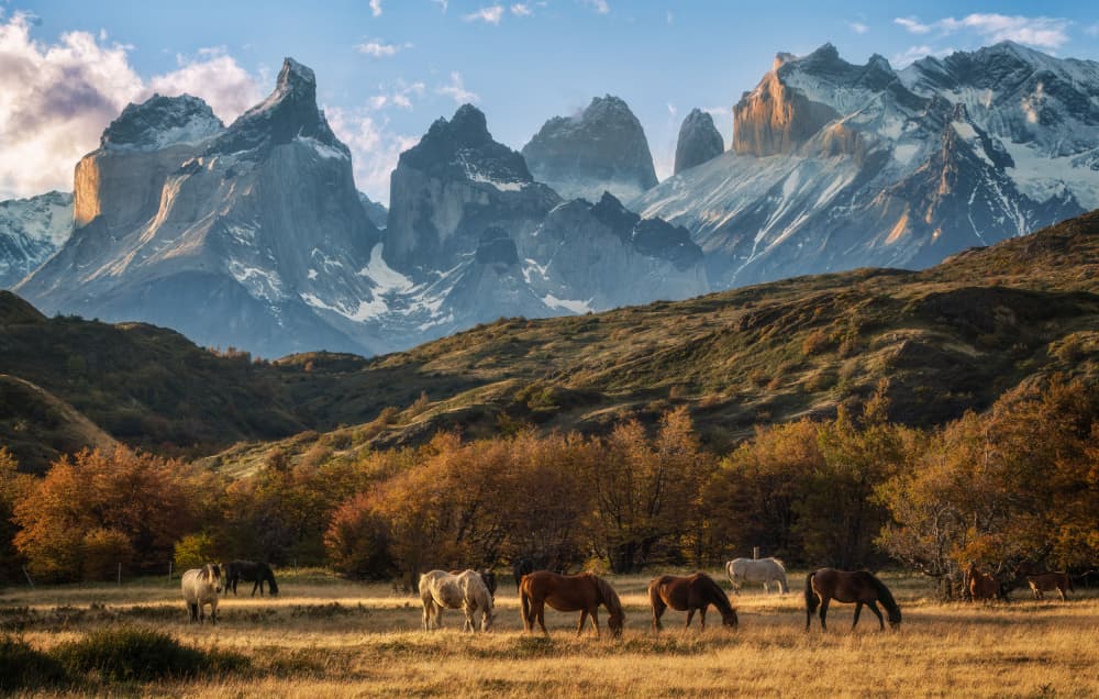 Autumn Horses Patagonia Peaks by Antoni Figueras — canvas wall art