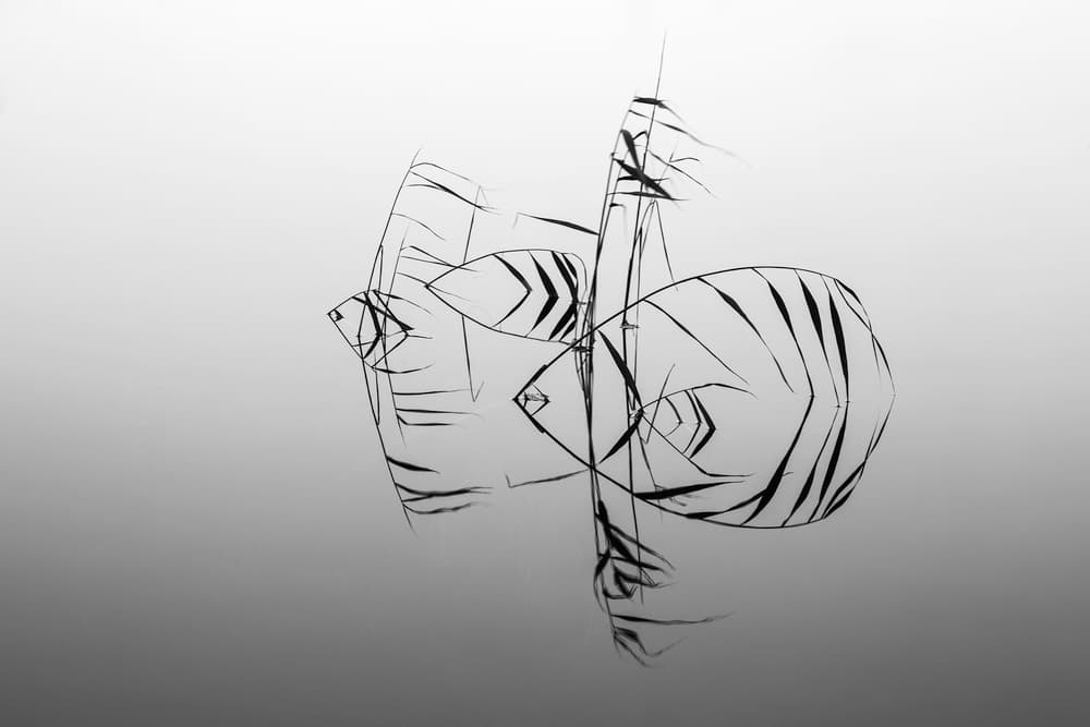 Minimalist Reeds Reflection by Siv Wester — canvas wall art