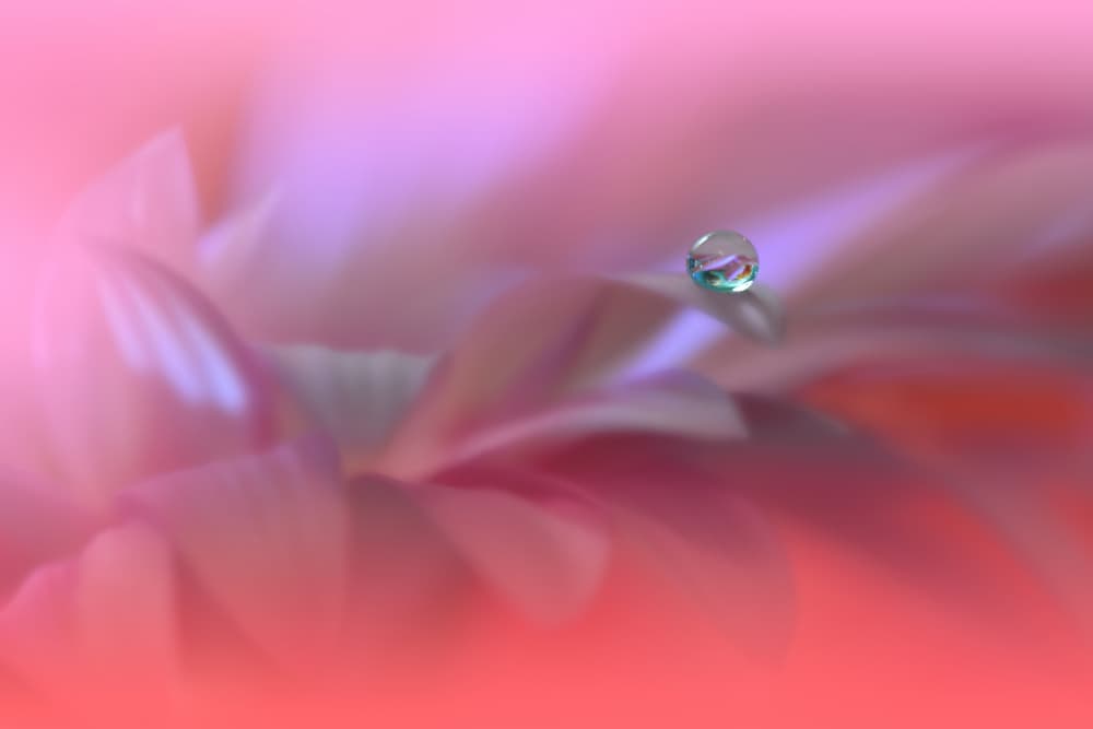 Delicate Pink Dew by Juliana Nan — canvas wall art