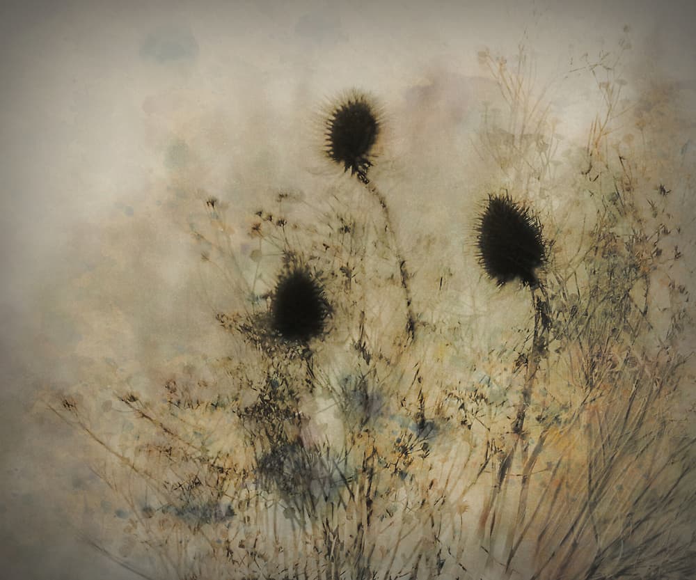 Seed boxes by Nel Talen — canvas wall art