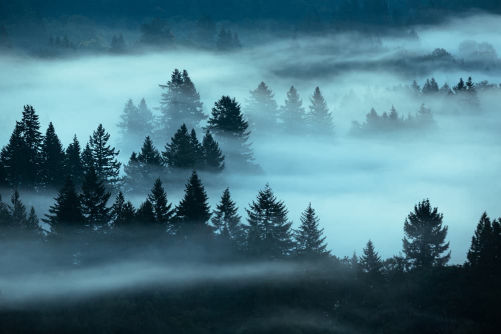 Misty Forest Morning by Jie Jin — canvas wall art