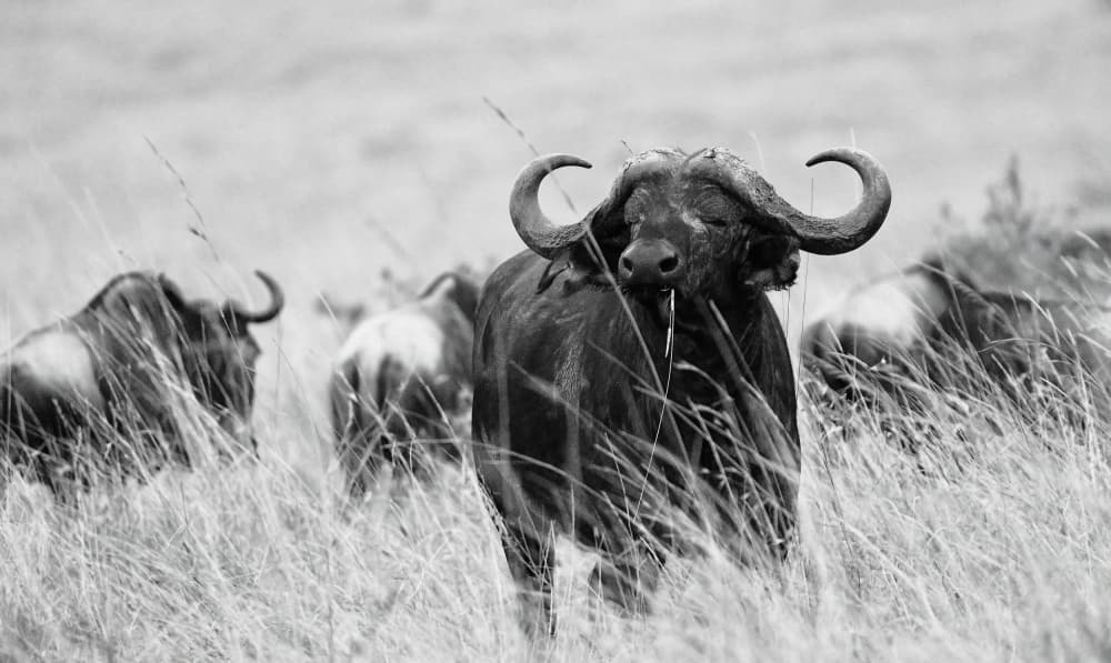 Monochrome Buffalo Stare by Liyun Yu — canvas wall art