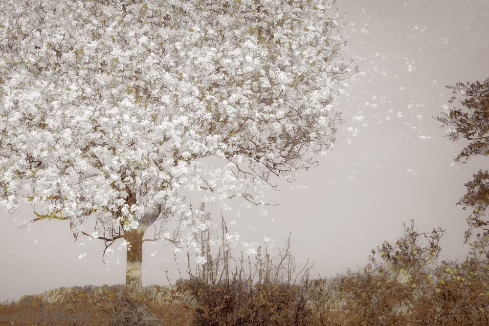 Fruit tree by Nel Talen — canvas wall art