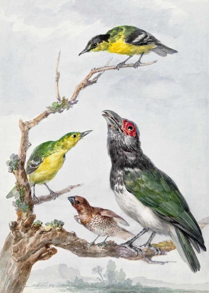 Four Different Birds On a Branch by Aert Schouman — canvas wall art