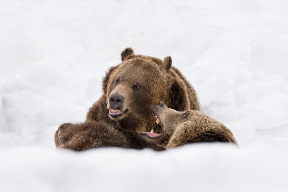 Playful Winter Bears by Vicki Lai — canvas wall art